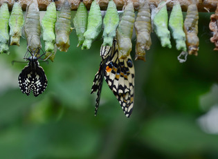 Schmetterlinge an ihren Kokons