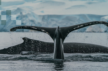Zwei Wale im Meer zu sehen. Von einem sieht man nur die Flosse und der andere schwimmt oberhalb des Wasseroberfläche dahinter. Im Hintergrund ist ein Eisgletscher zu sehen.
