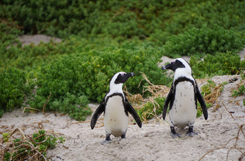 Pinguine in der Natur